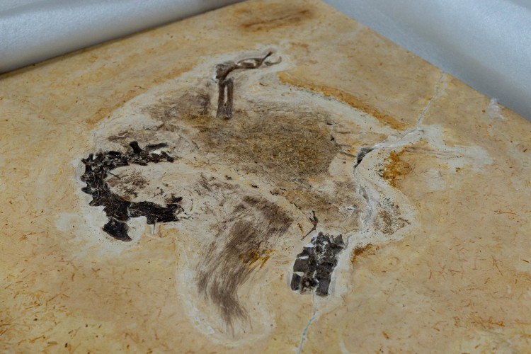 Na imagem, o fóssil do Ubirajara jubatus