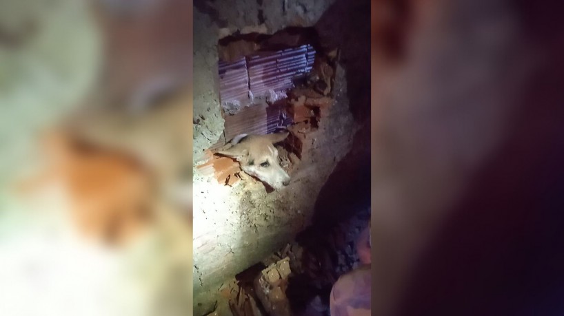 Foi necessário quebrar uma das paredes para libertar o animal