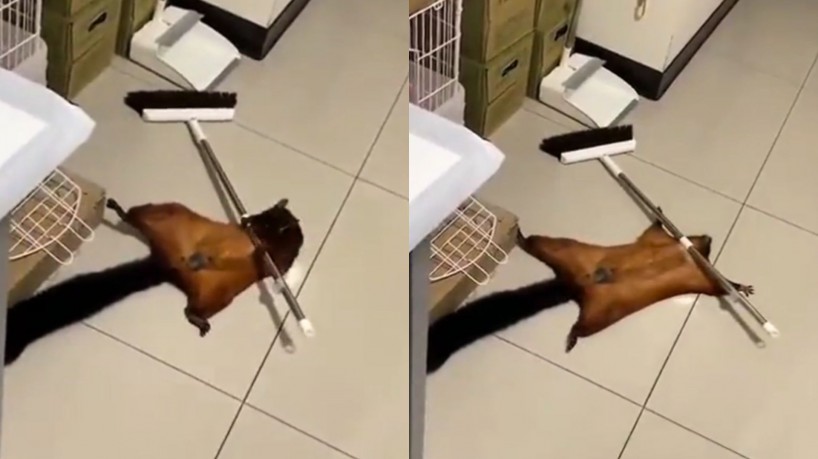 Esquilo simula cena da própria morte ao se sentir ameaçado com chegada de humanos; atitude é chamada de 