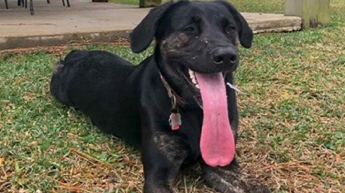 Cadela bate recorde de cão com maior língua do mundo