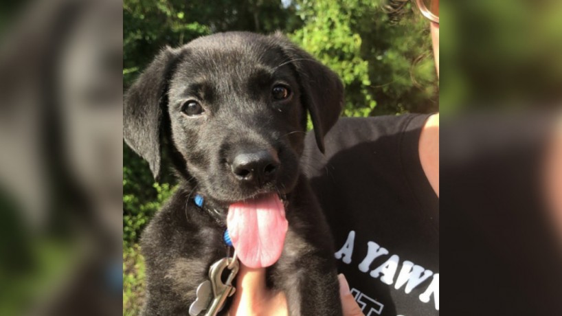 Cadela bate recorde de cão com maior língua do mundo