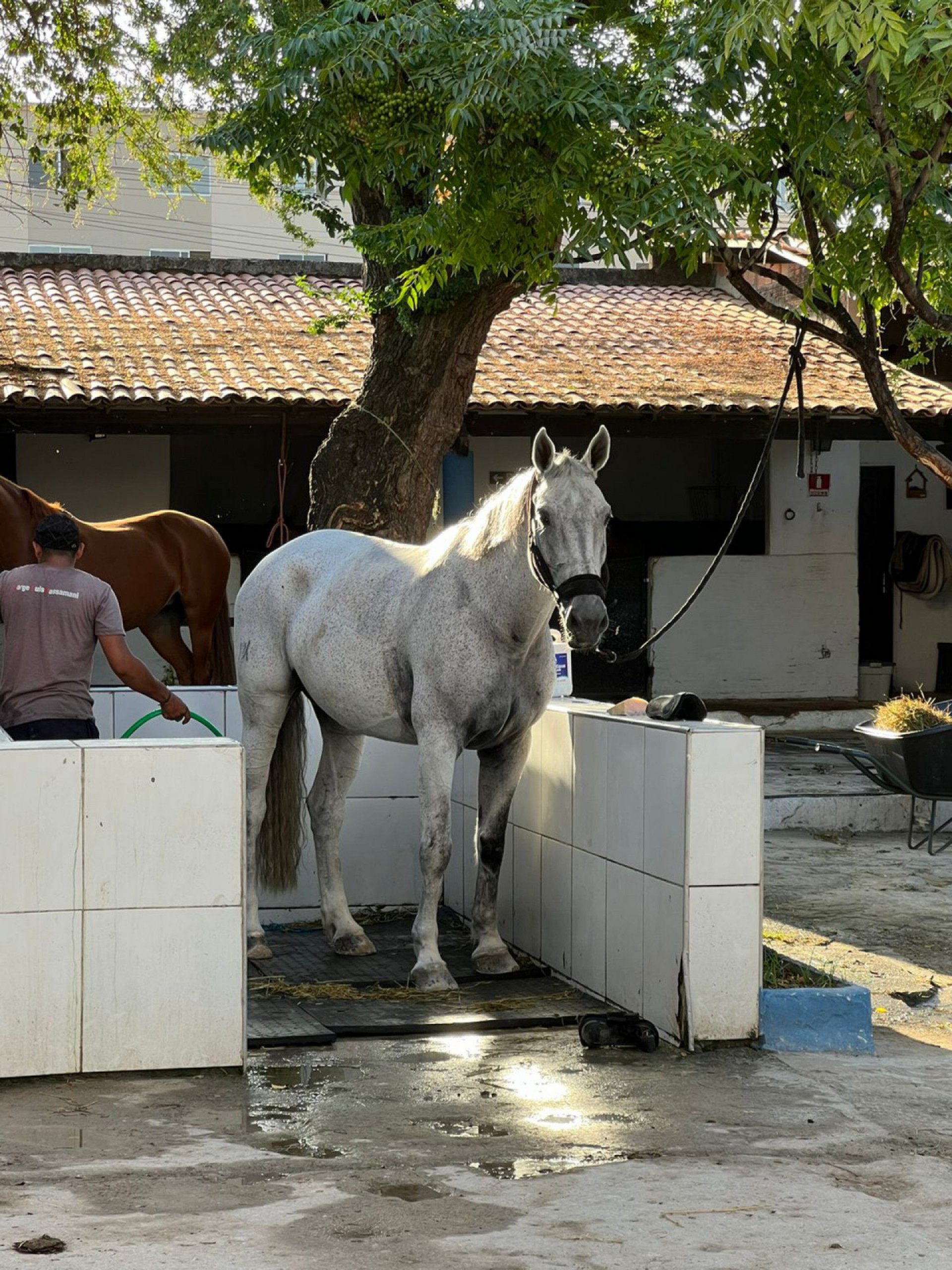 Égua Havana, avaliada em R$ 80 mil, é furtada de atleta cearense de hipismo