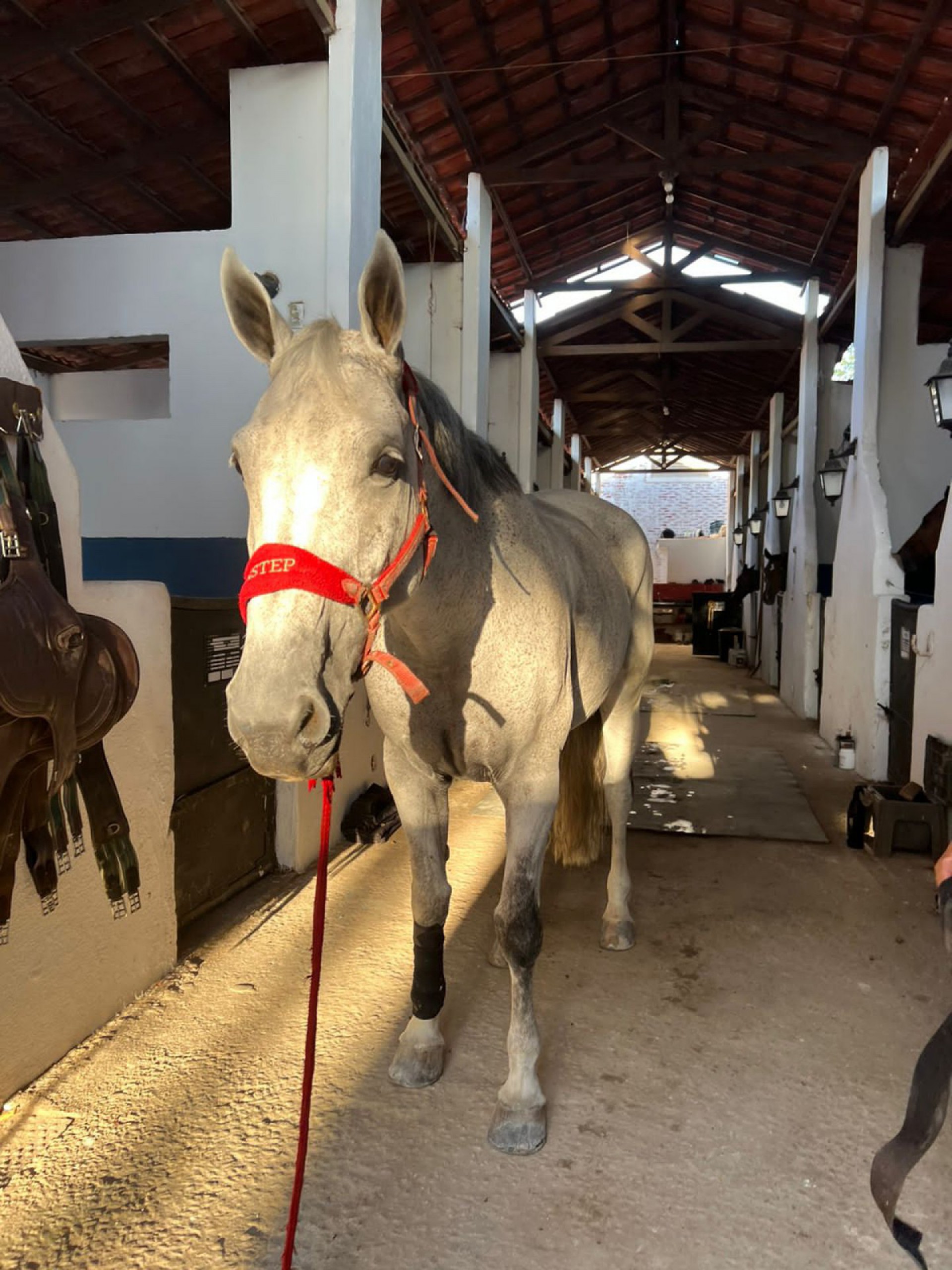 Égua Havana, avaliada em R$ 80 mil, é furtada de atleta cearense de hipismo
