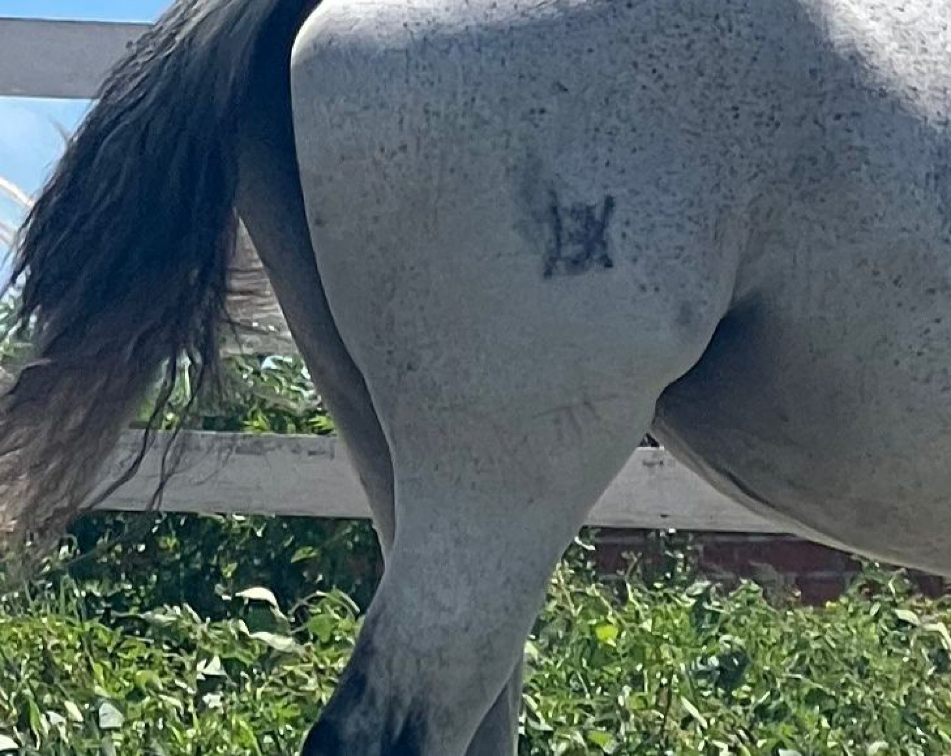 Égua Havana, avaliada em R$ 80 mil, é furtada de atleta cearense de hipismo