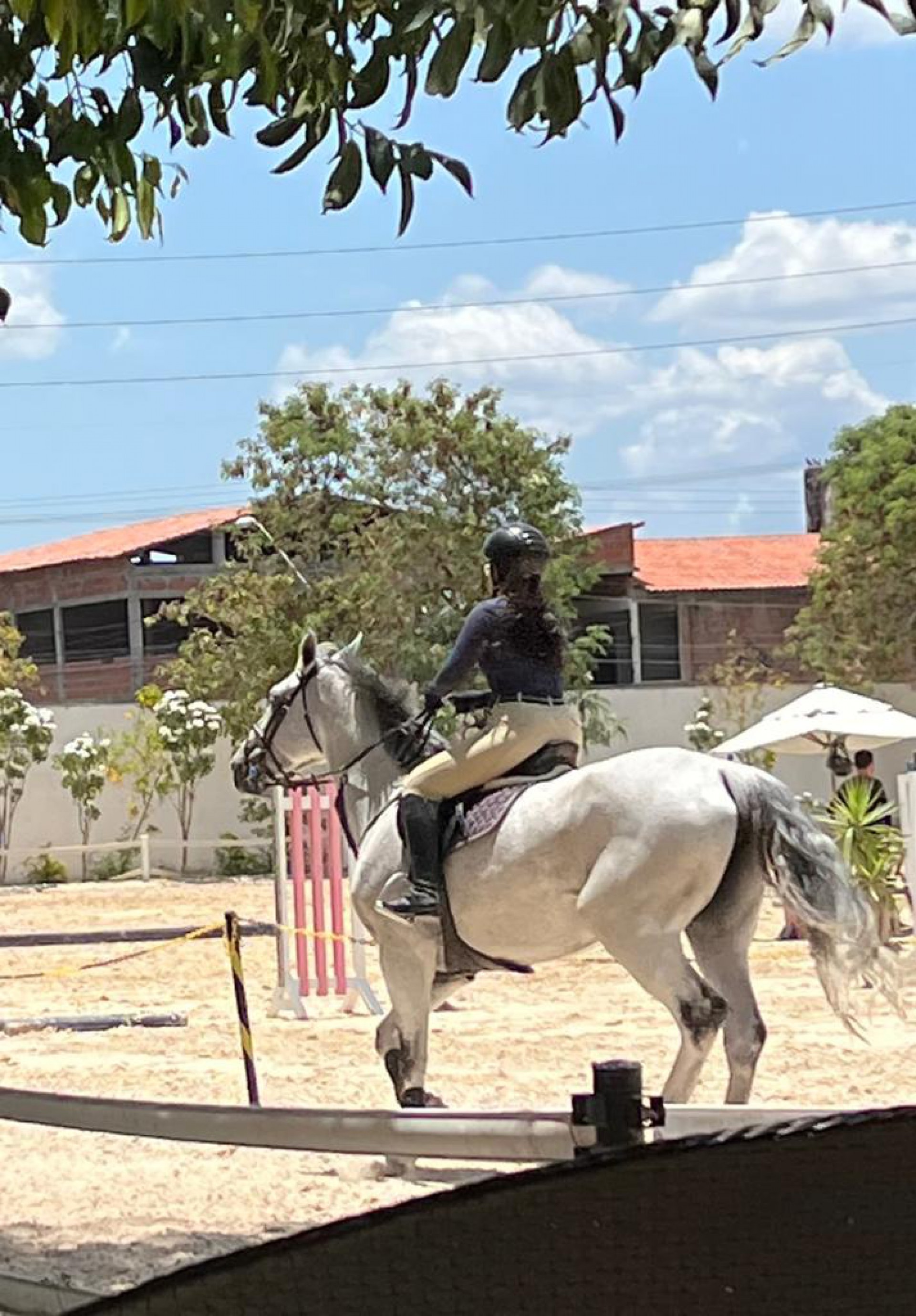 Égua Havana, avaliada em R$ 80 mil, é furtada de atleta cearense de hipismo