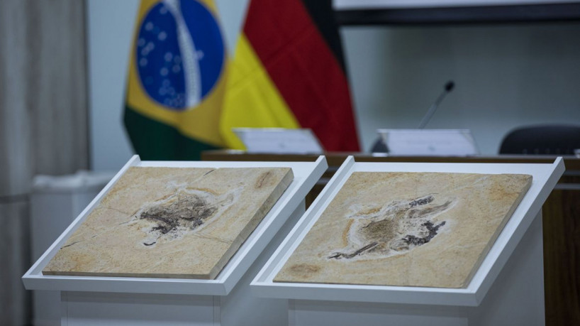Alemanha devolve fóssil Ubirajara jubatus ao Cariri cearense