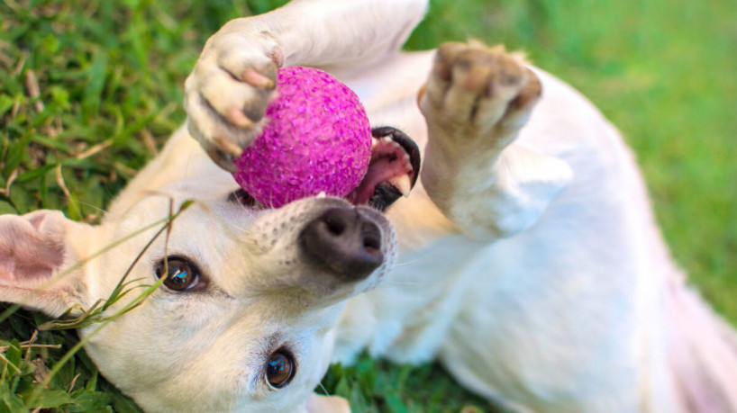 Ao realizar a limpeza regular dos brinquedos dos pets, você ajuda a remover os agentes causadores de doenças (Imagem: Maila Facchini | Shutterstock)