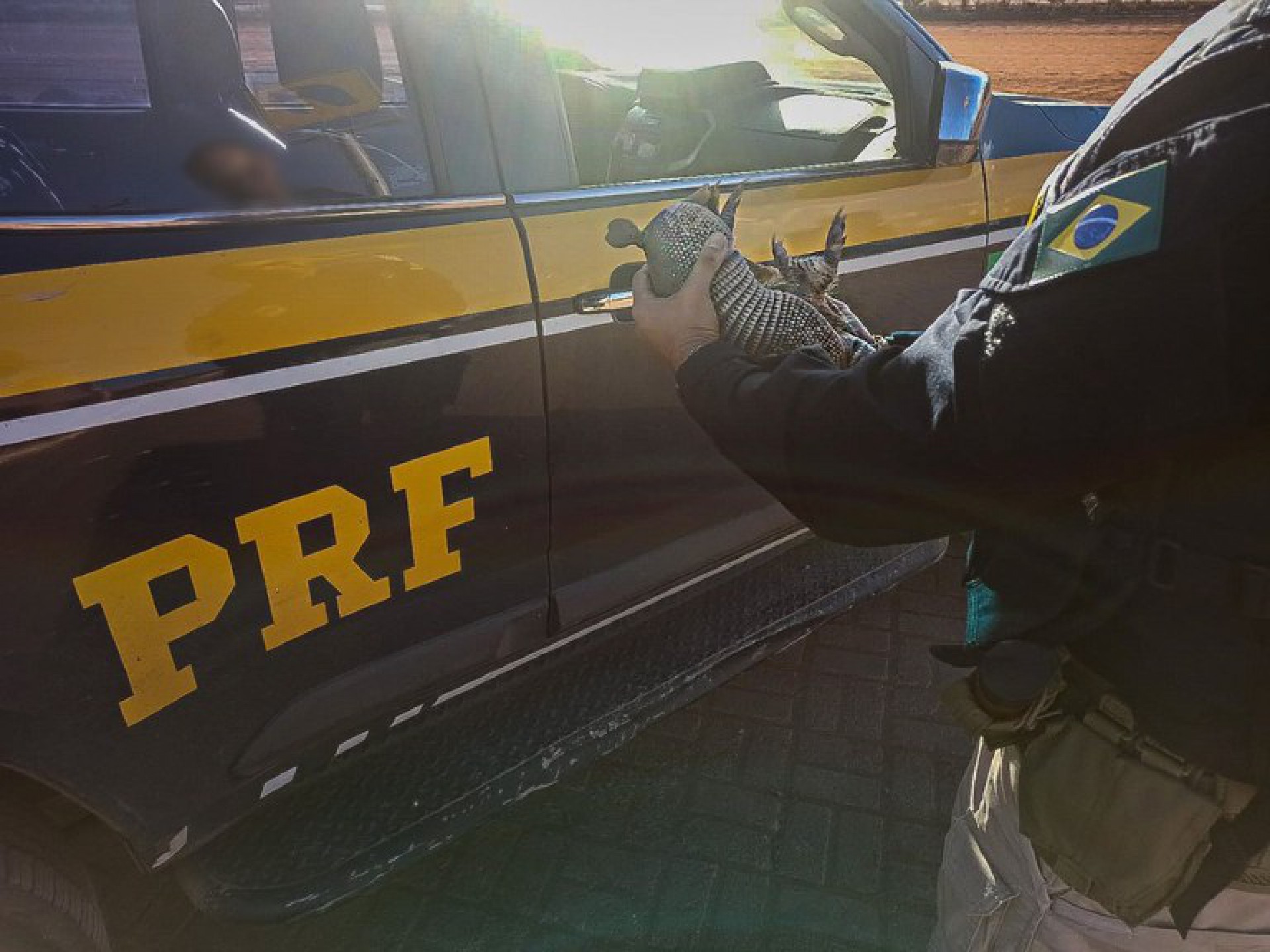 Tatu-galinha é resgatado na BR-222, em Tianguá 