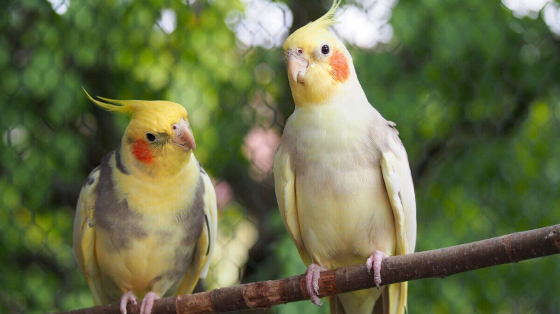 Calopsita, um p&aacute;ssaro curioso e divertido, assim deve ser Algod&atilde;o