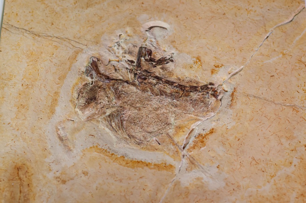 Ubirajara jubatus: fóssil chegou ao Cariri, e público pode visitá-lo no Geopark Araripe(Foto: AURÉLIO ALVES)