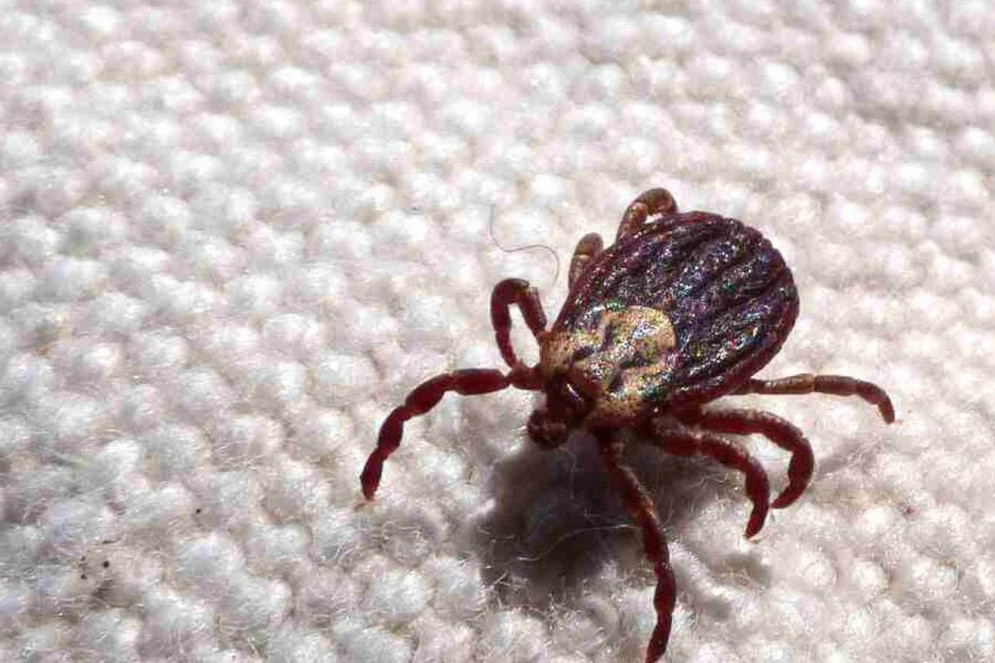 Carrapato-estrela, principal vetor da Febre Maculosa. Foto: Prefeitura de Jundiaí