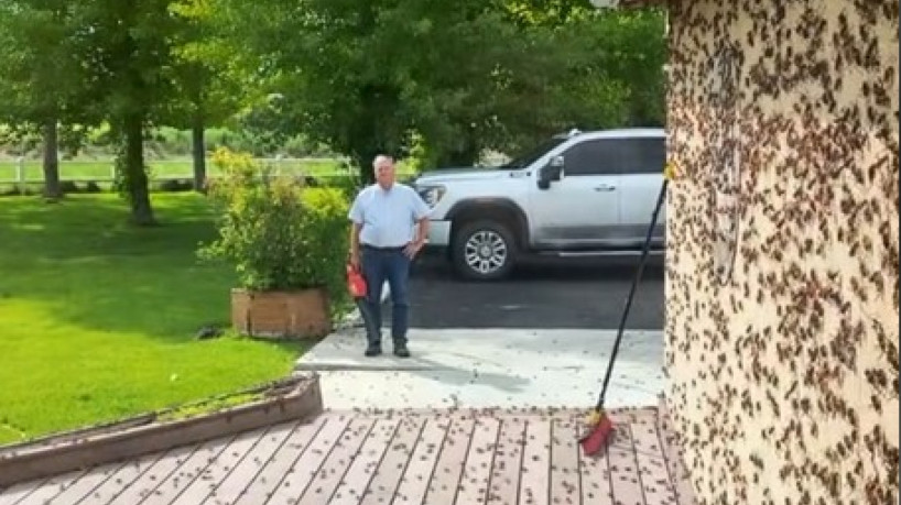 Imagem da infestação na casa de Coolette Reynolds, nos Estados Unidos