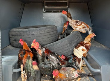 Em São João do Jaguaribe, policiais civis flagraram dois homens mantendo, dentro de seus imóveis, galos acondicionados em viveiros e gaiolas; confira mais informações sobre outras ofensivas que ocorreram nesse fim de semana 