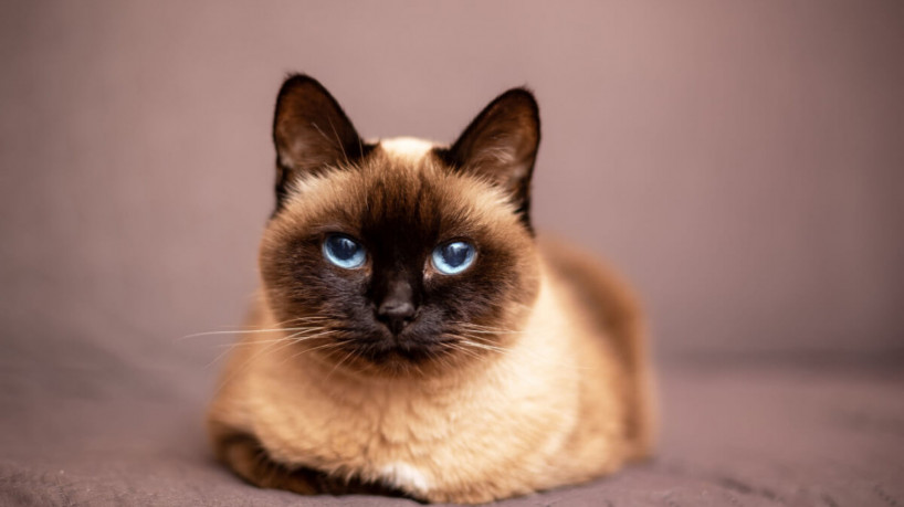 Os gatos não enxergam o mundo igual aos humanos (Imagem: bymandesigns | Shutterstock)