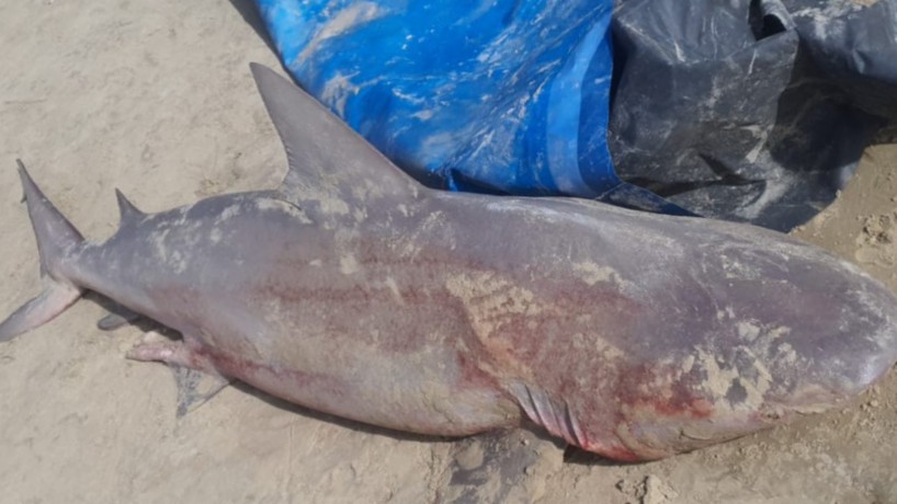 Pescador é detido por matar tubarão 'vulnerável a extinção' em Fortaleza, Ceará