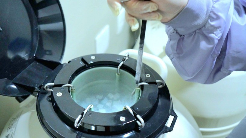 A criopreservação de células reprodutivas é realizada por especialistas em reprodução humana