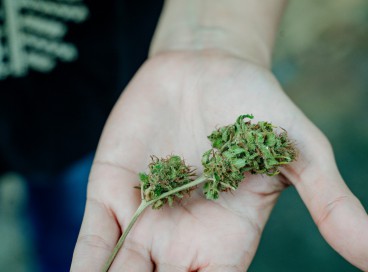 Cientificamente chamada de <i> Cannabis sativa</i>, ela compõe medicamentos em gota, vapor, gel e em diversas outras versões.