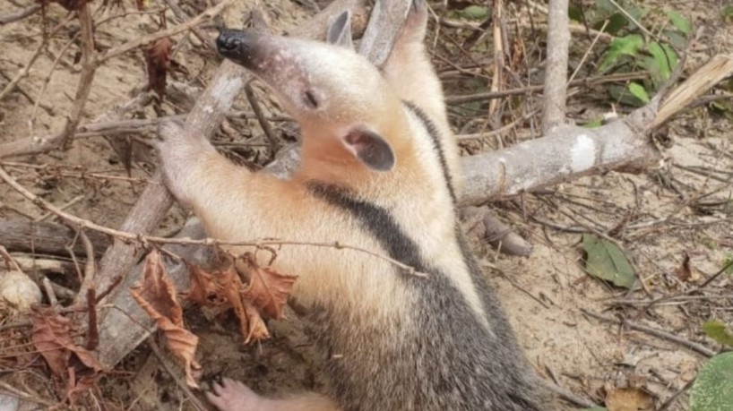 Tamanduá-mirim foi resgatado pelo Corpo de Bombeiros Militar do Estado do Ceará (CBMCE) em Crateús
