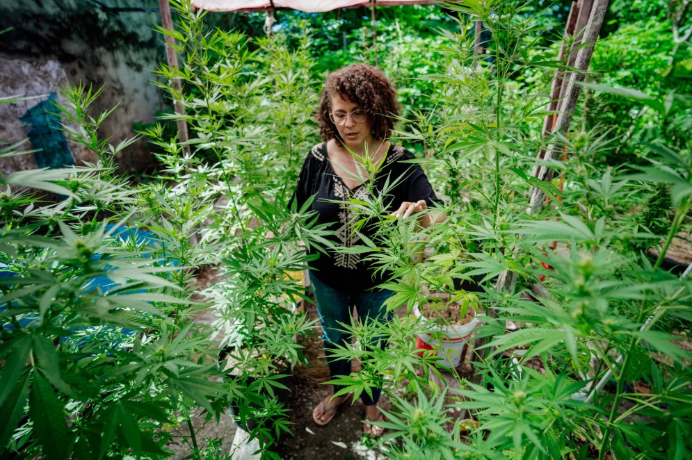 Ana Carla Basto tem autorização da Justiça para poder cultivar plantas de cannabis para fins medicinais(Foto: Júlio Caesar / O POVO)