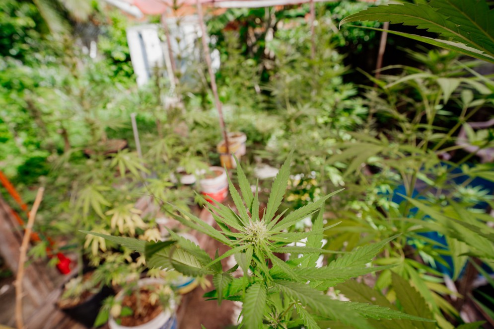 Por conta dos altos custos para importar medicamentos, um caminho que surgiu para muitos dos pacientes no Brasil: o autocultivo. Isto &eacute;, os pr&oacute;prios pacientes passaram a plantar, cuidar e extrair o &oacute;leo da cannabis em suas resid&ecirc;ncias(Foto: Julio Caesar/ O POVO)