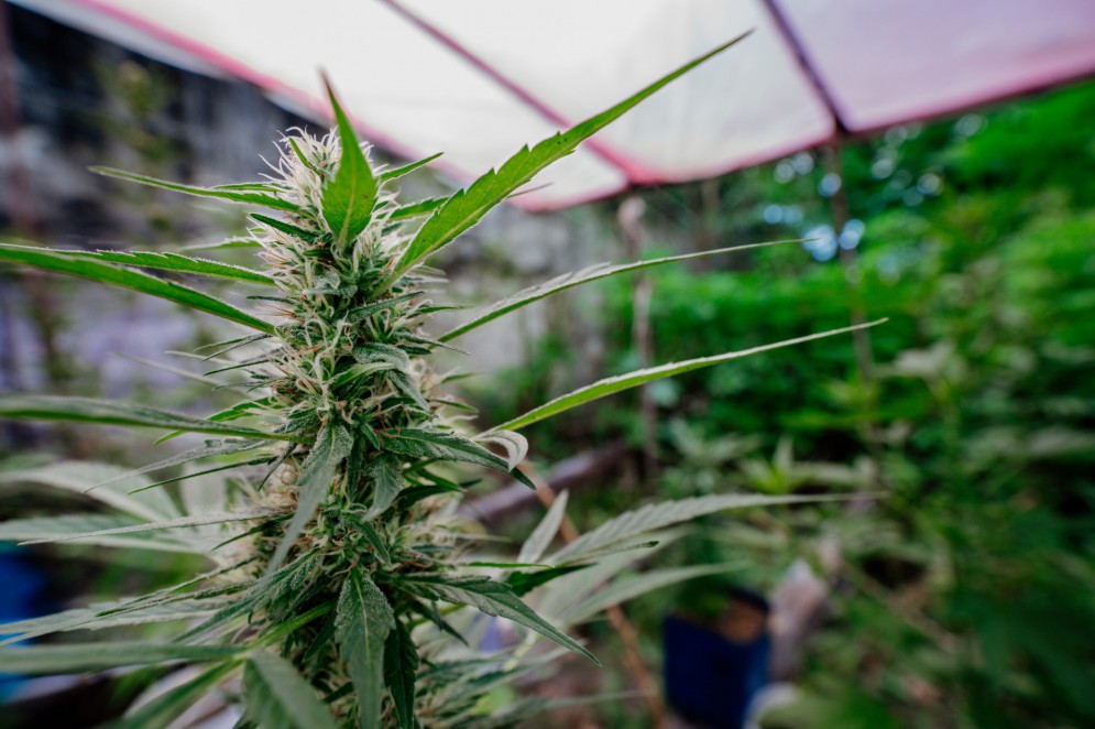 Apesar do potencial de crescimento econ&ocirc;mico, o mercado de cannabis no Brasil vivia &agrave; sombra de uma incerteza jur&iacute;dica(Foto: J&uacute;lio Caesar/ O POVO)