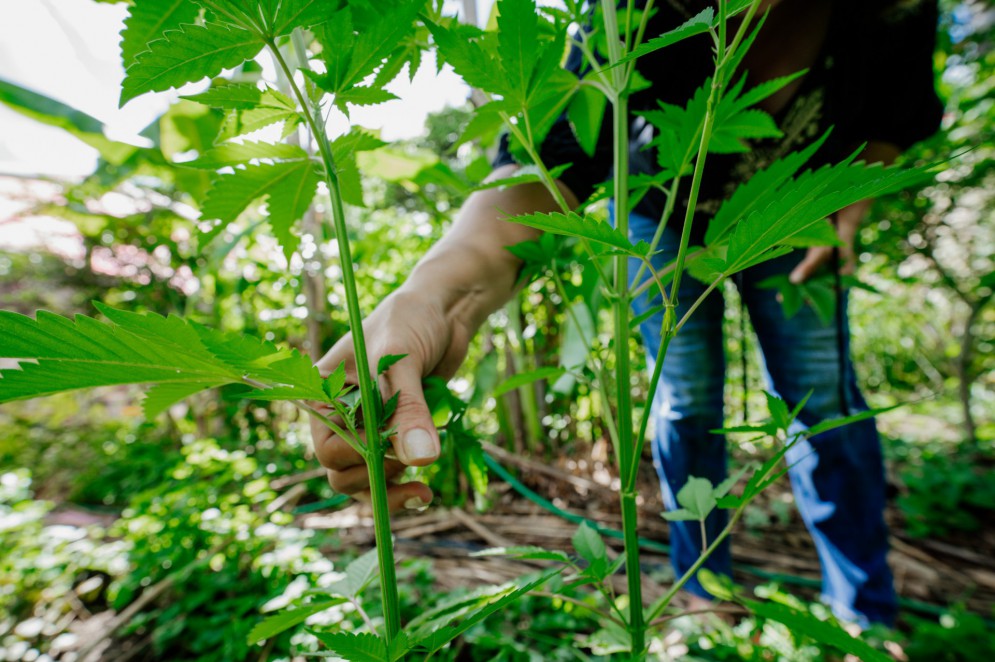 At&eacute; a nova regulamenta&ccedil;&atilde;o da Anvisa, o cultivo da cannabis para fins medicinais era poss&iacute;vel somente a partir de decis&otilde;es judiciais individuais(Foto: Julio Caesar / O POVO)