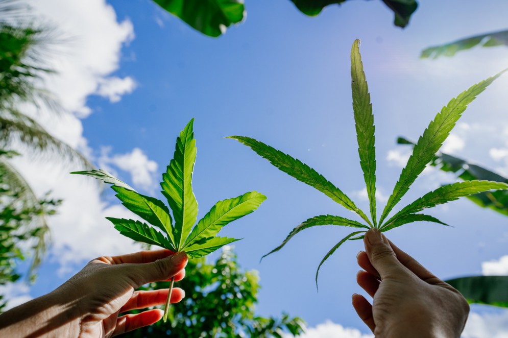 Embrapa recebe autorização da Anvisa para pesquisas com a cannabis 