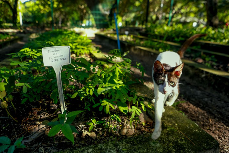 Estufa de mudas no Parque Adahil Barreto  (Fco Fontenele/OPOVO)