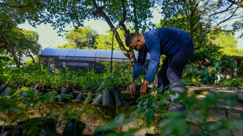 ￼MUDAS do Parque Adahil Barreto são doadas para recuperar áreas degradadas