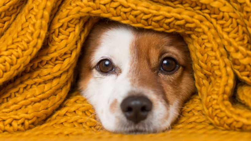 Cachorros podem demonstrar que estão com frio de várias formas (Imagem: eva_blanco | Shutterstock)