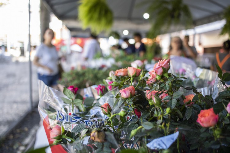 FORTALEZA, CEARÁ, BRASIL, 04-07-2023: Festival de Flores de Holambra, no Centro de Fortaleza. (Foto: Fernanda Barros/ O Povo)