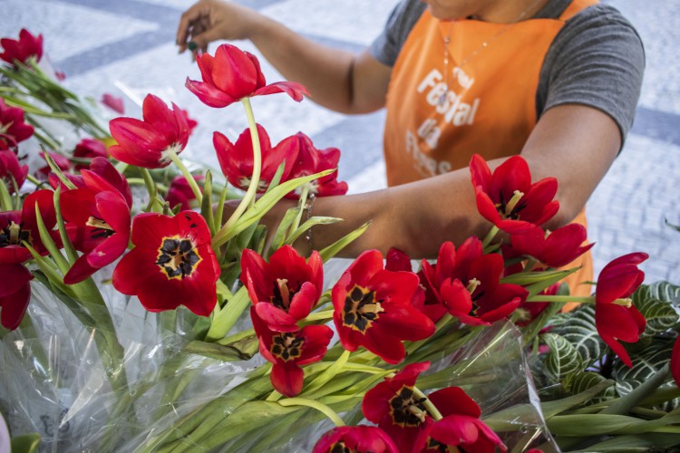 FORTALEZA, CEARÁ, BRASIL, 04-07-2023: Festival de Flores de Holambra, no Centro de Fortaleza. (Foto: Fernanda Barros/ O Povo)