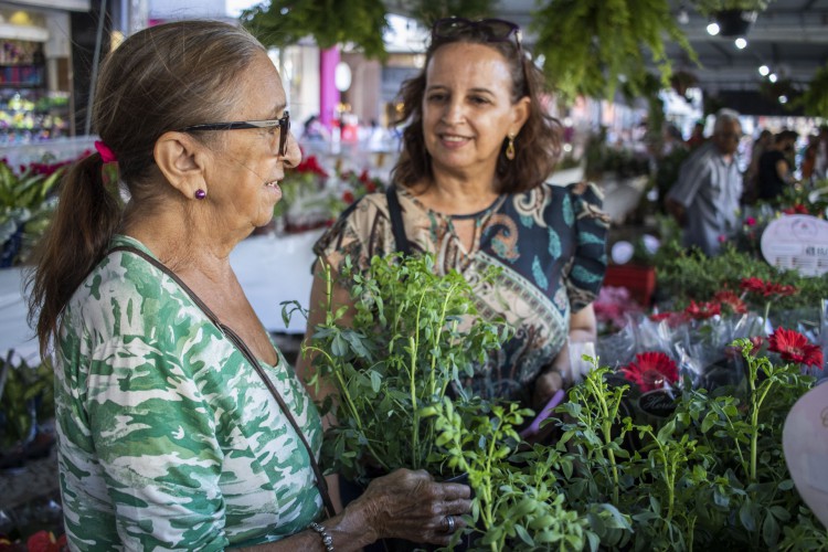 FORTALEZA, CEARÁ, BRASIL, 04-07-2023: Festival de Flores de Holambra, no Centro de Fortaleza. (Foto: Fernanda Barros/ O Povo)