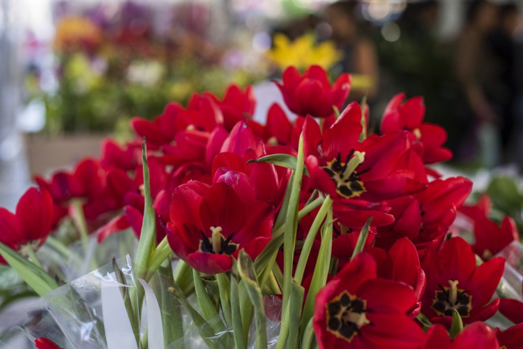 FORTALEZA, CEARÁ, BRASIL, 04-07-2023: Festival de Flores de Holambra, no Centro de Fortaleza. (Foto: Fernanda Barros/ O Povo)