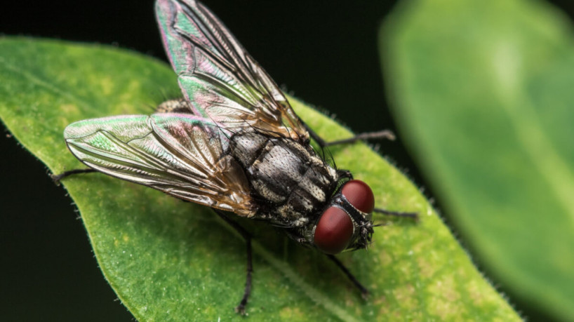 Dependendo da espécie, as moscas podem viver entre 25 e 30 dias (Imagem: annop youngrot | Shutterstock) 