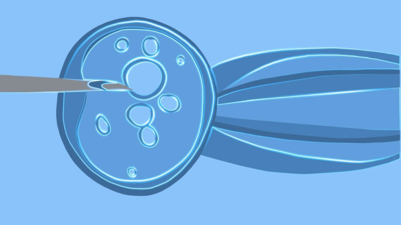 Ovodoação permite que mulheres realizem o sonho de serem mães  (Imagem: YULIA_988 | Shutterstock)