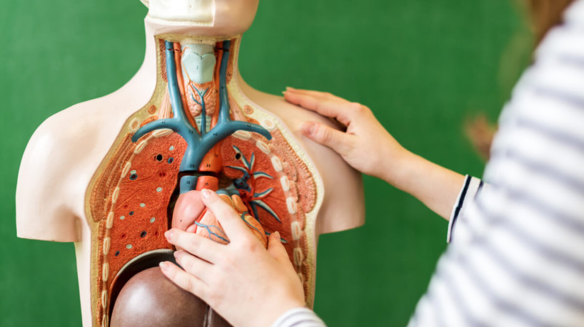 Sistemas do corpo humano são responsáveis por funções essenciais para manutenção da vida (Imagem: ABO PHOTOGRAPHY | Shutterstock)