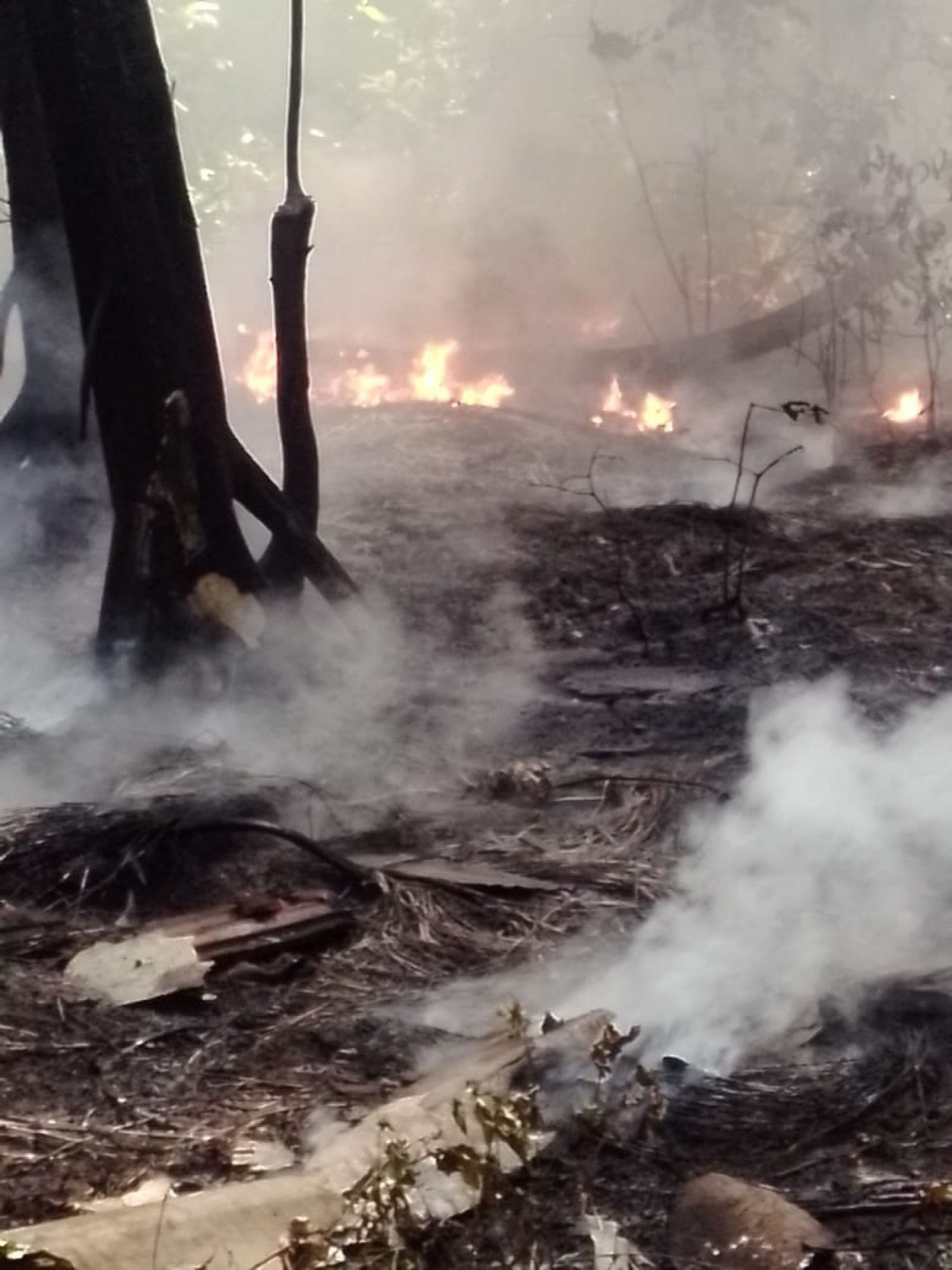 Terreno é atingido por incêndio no Mondubim