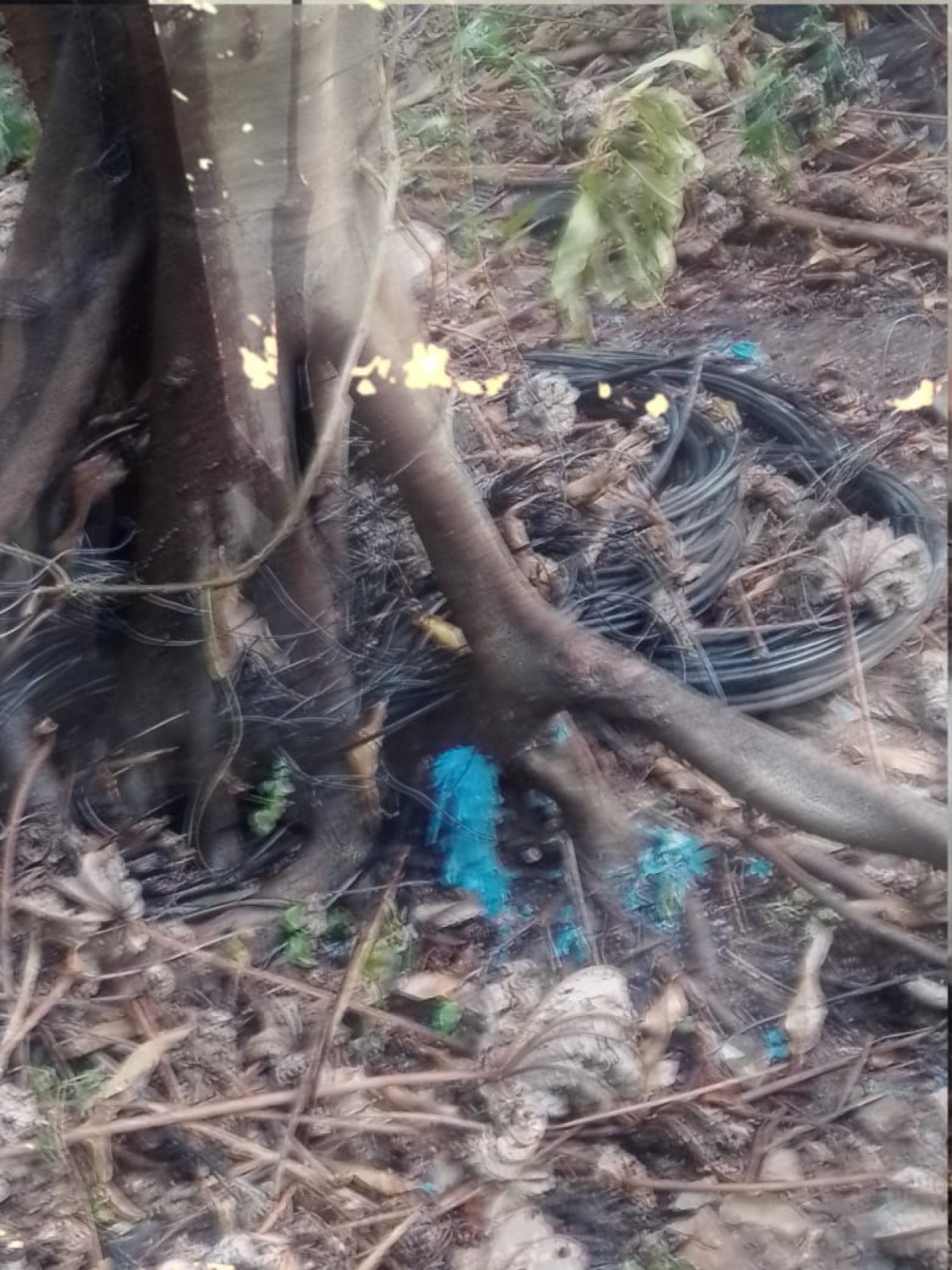 Terreno é atingido por incêndio no Mondubim