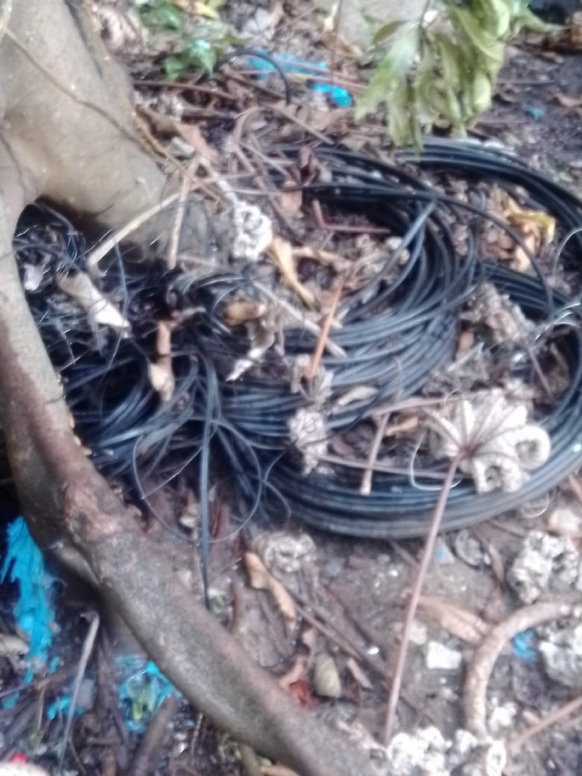 Terreno é atingido por incêndio no Mondubim