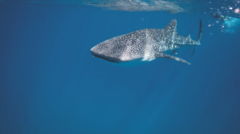 Os tubar&otilde;es estariam viciados na coca&iacute;na que &eacute; despejada no mar da Fl&oacute;rida por traficantes