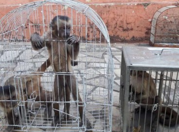 Três macacos-pregos foram resgatados em uma residência no município de Iguatu 