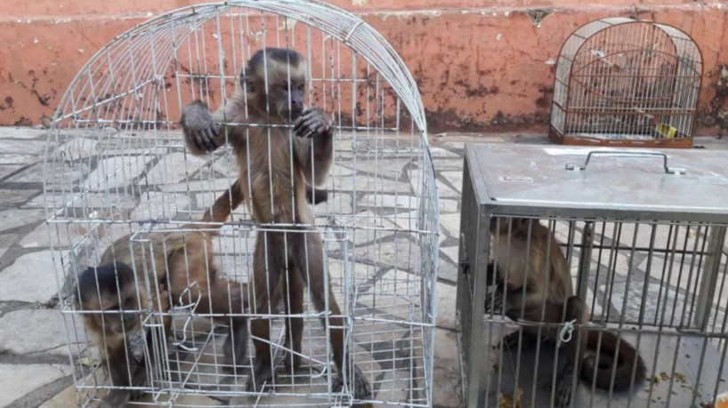 Três macacos-pregos foram resgatados em uma residência no município de Iguatu