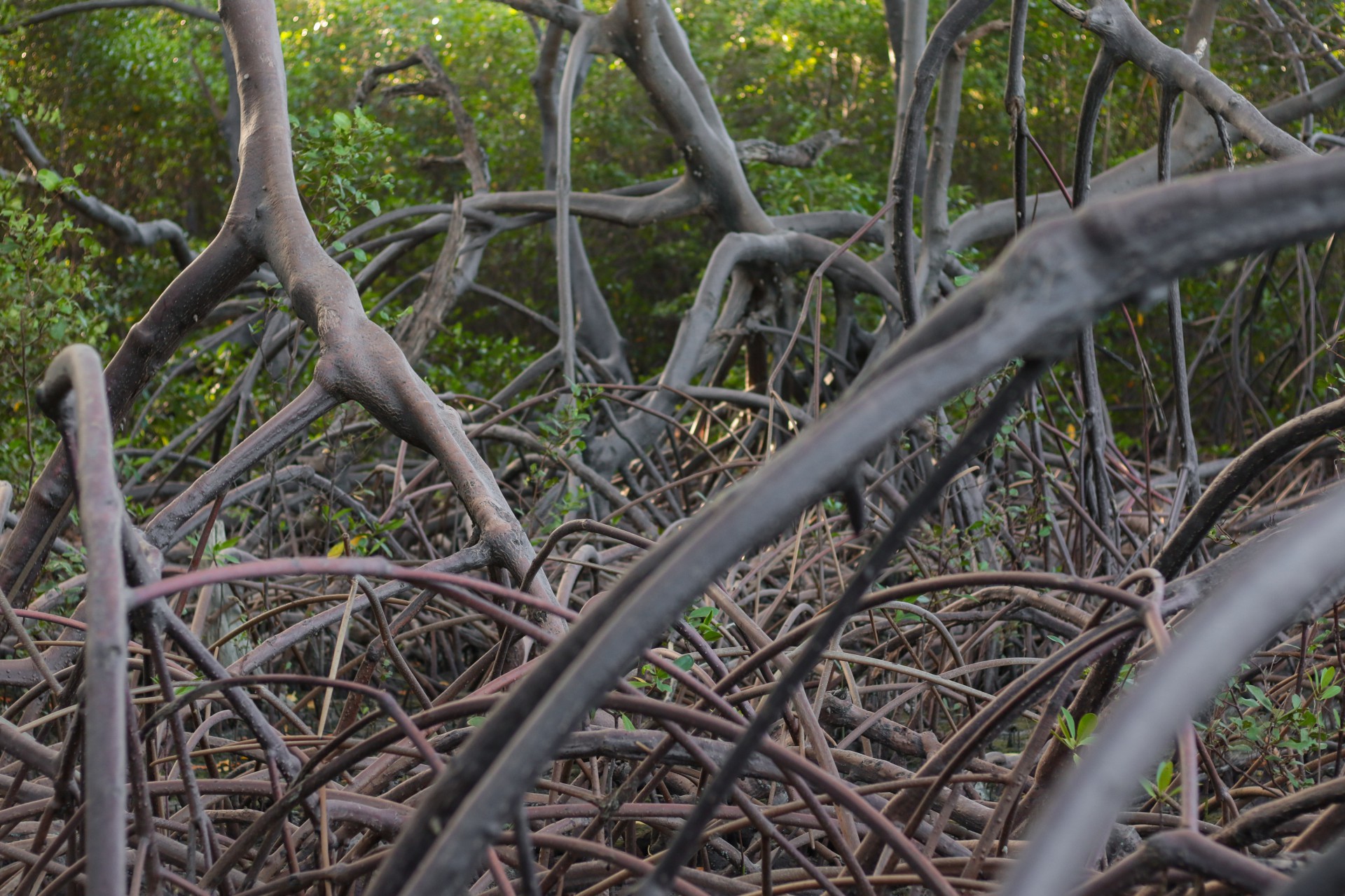 Ceará tem 19 mil hectares de mangue segundo ICMBio