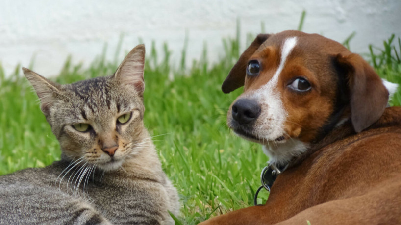 Pesquisa mostra que cães vira-latas compõem 40% dos lares brasileiros, enquanto os gatos atingem 98% (Imagem: MarioAG | Shutterstock) - Portal EdiCase