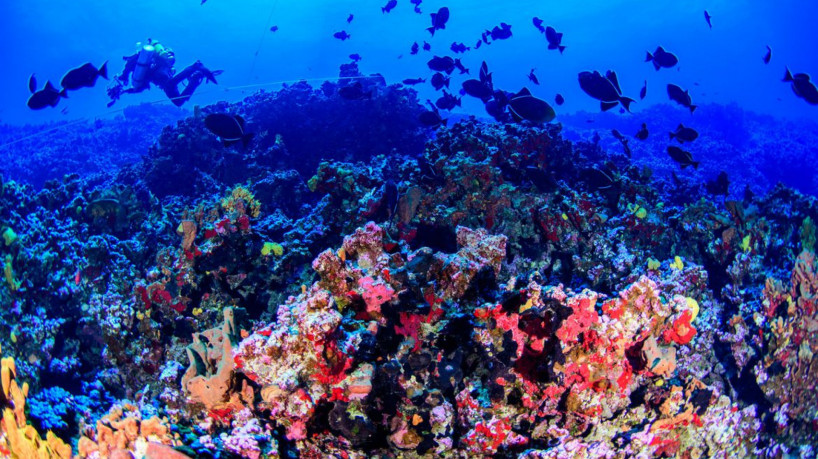 03/08/2023, Fotos subaquáticas, de Colinas Coralinas. Foto: Luiz Rocha/ California Academy of Sciences