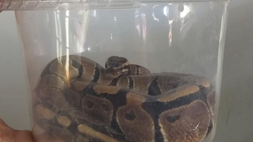 Segundo o suspeito, a compra do animal foi negociada por meio de um perfil nas redes sociais