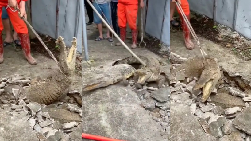 Os animais foram captuados e soltos em um local adequado