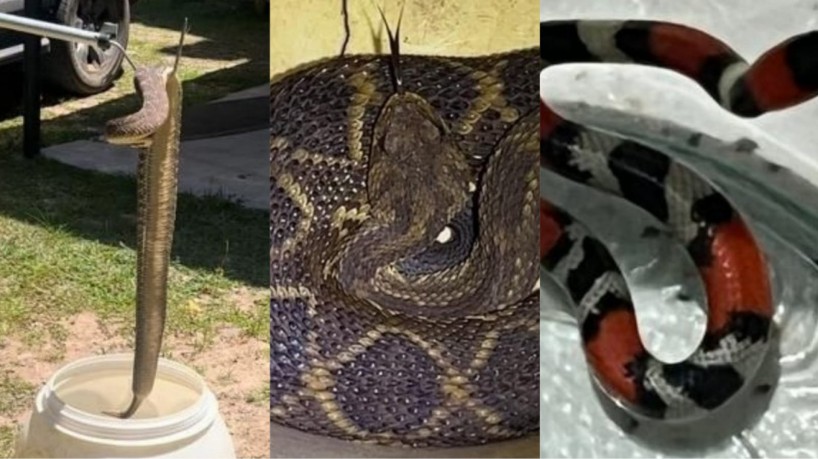 As três serpentes foram resgatadas nos municípios de Guaramiranga, Mulungu e Pacoti
