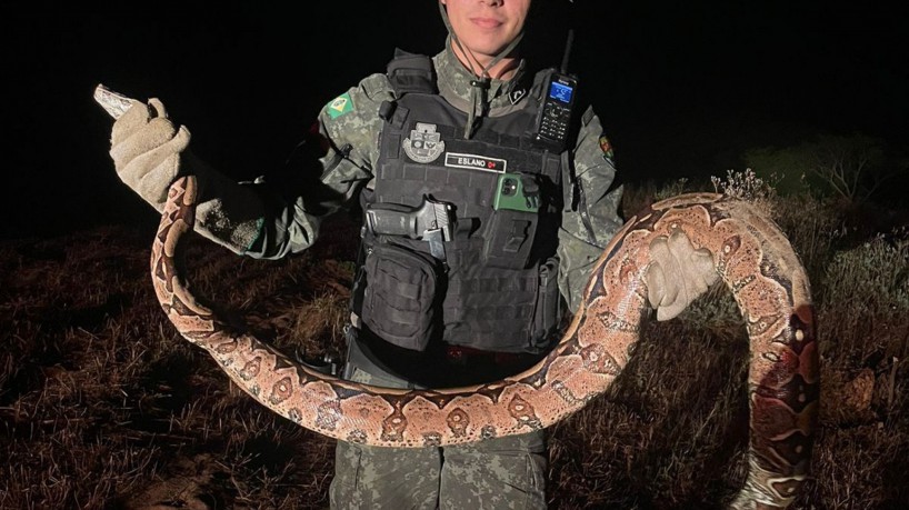 Animais foram examinados e soltos em local adequado segundo PMCE